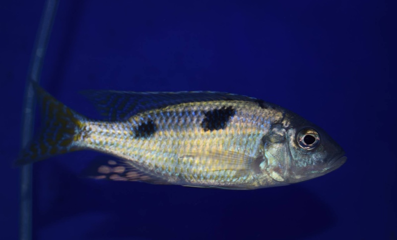 Ctenopharynx intermedius 'Makokola Reef'